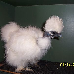 2011 Spring Pullet Band Og # 33