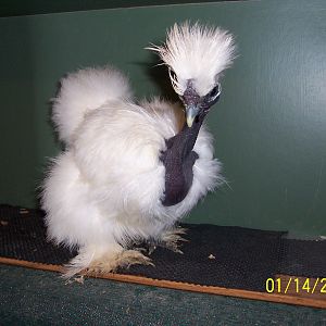 2011 Spring Pullet band Og. #32