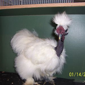 Spring Og.#34 Cockerel