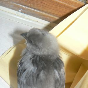 wing feather coming in.