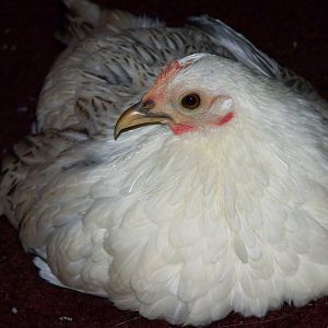 Our house Serama, Angel