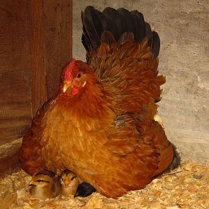 MMH doing a VERY good job with her 20 chicks.