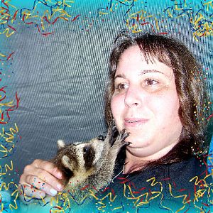 baby raccoon