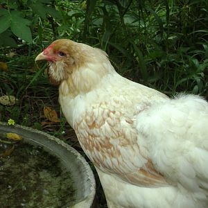 lacy, EE hen who layed a pink egg!  Had to be rehomed as she preferred the open range to a pen, and i had to pen a lot because of predators this year :(