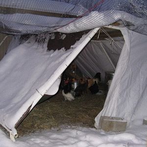 IMG_1377.JPG inside covered run, 10'x12' pard of old storage,tarp,garauge