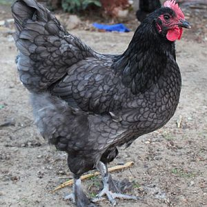 Bijou Jan 2012