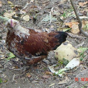 Male (?) three months