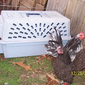 Raven and Rhapsody enjoying outside on Christmas day 2011
