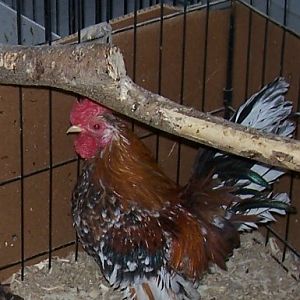 Much Ado   as in much ado about nothing as he always has something to say.   Multicolored 1 year old Serama cock