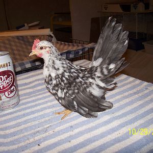 Nice little black and white cockeral