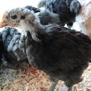 Black Java juvenile