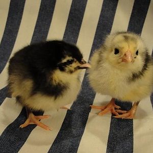 Black Java chicks