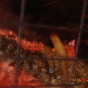 this is a picture of the pullets leg this morning