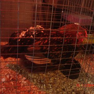 This is the golden laced pullet. She is covered in shavings because she hasnt learned to get around on one leg very well.