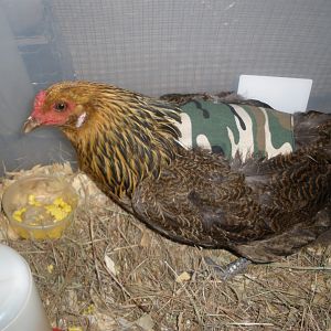 Gabby gets an apron.