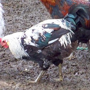 EE rooster with yellow earlobes