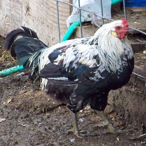 EE rooster with yellow earlobes