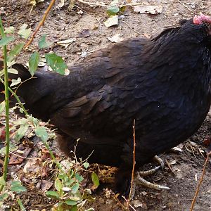 marand hens 
iranian azerbaijan local ploutry breed