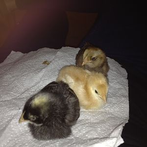 Having a nap on my tummy