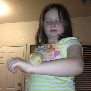 One of the chicks with my 8 year old