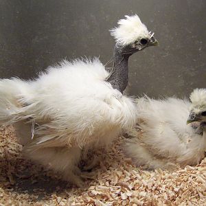 this is the youngest two: Hatched in  Clean Neck cockerel Dec.11th B-Bowtie pullet. dec.15th.