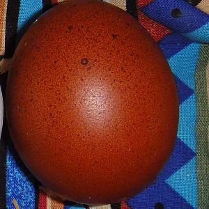 Clair's 1st Egg