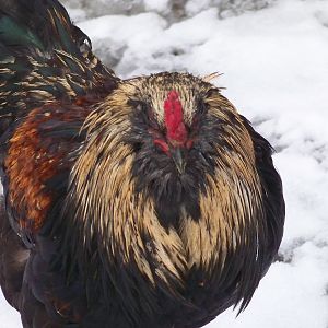 EE Rooster 1-16-2012