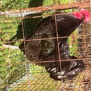 JG Juan Jan 2012, 11 months