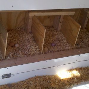 nesting boxes, interior