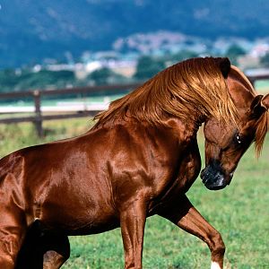 Evander - Dennis' pet horse in Green Island Farm.