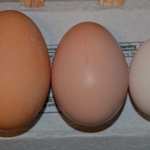 Jumbo egg in the middle. Bantam egg on right. Super Jumbo on left.