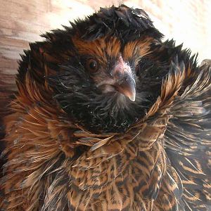 Frizzled blue-laying (soon) Easter Egger pullet