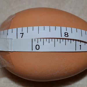 Super Jumbo White Plymouth Rock 7 3/8 inch egg
