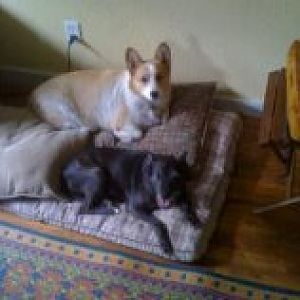 Marley and Brunella