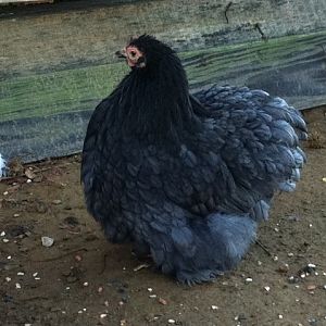 Blue Hen 4