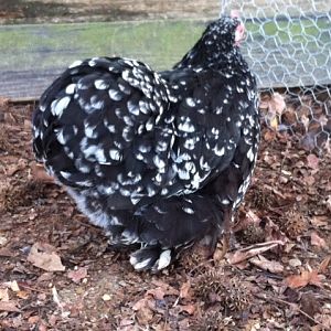 Mottled Hen