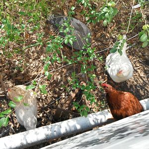 Meet the flock (pic tooken as pic two).