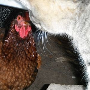 momma bird saying I'm gonna hurt you, kittey. cat ruined my pic of Chipolla, the all black hen.