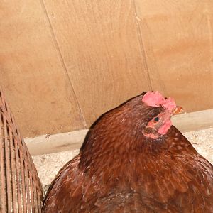 momma bird's face, same pic as her tail and the baby behind her but I wanted ppl to see her face.