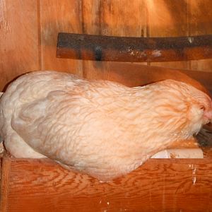 Pumpkin Head. 2 year old hen (as of 2012)