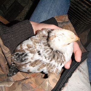 my fav baby chicken, not the same one as with momma bird's tail, i think. Look at all the black feathers it has.