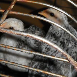 birds in cage at night. Safe in the house.