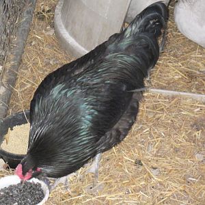 Blackie, my new Ameraucana rooster