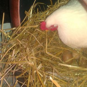 broody momma