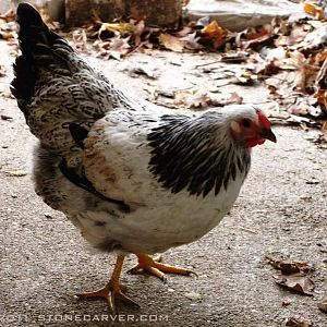 Mossy, splay leg pullet