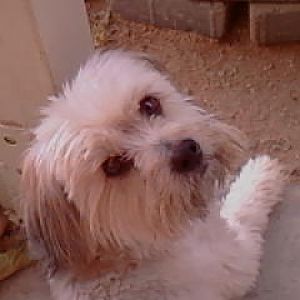 Scooby pound puppy, he was about a year old when we got him 9 years ago.