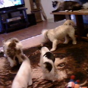 Treat time!
