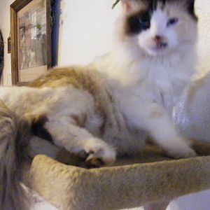 Sky, found her on a dirt road, she was no bigger than my hand. She was 2 last Dec.
