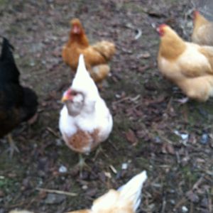 The mostly white one is also an EE she is around 8 months old and just started to lay a green egg.   Her name is Snow White!