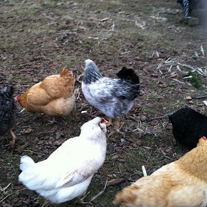 Three in back are a Choco Moran, (I must learn how to spell this name....) a BO and a Light Brahma called Scuttle.
Next row is Snow White, EE; Buffy, BO and a Black Cochen Bantam, name is Jasmine.
